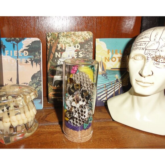 Wasp Nest & Carpenter Bee Oddity Jar curiosity dome hive insect taxidermy goth - Picture 13 of 16